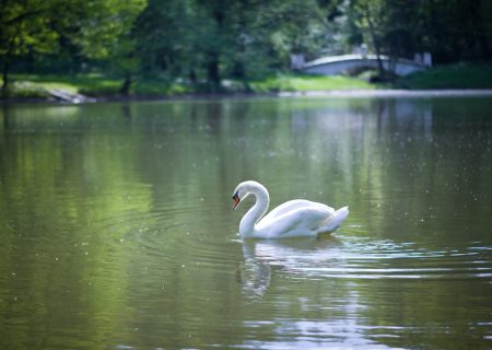 La stabilità e l’incognita del “Cigno Verde”