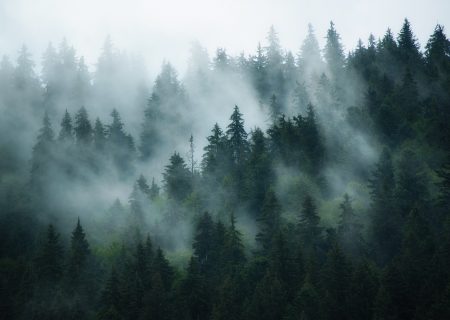 Il denaro salverà gli alberi?